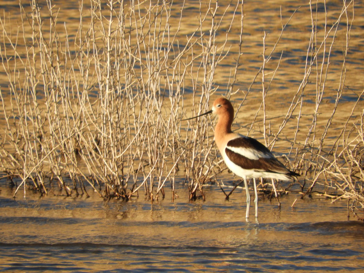 American Avocet - Thomas Bürgi