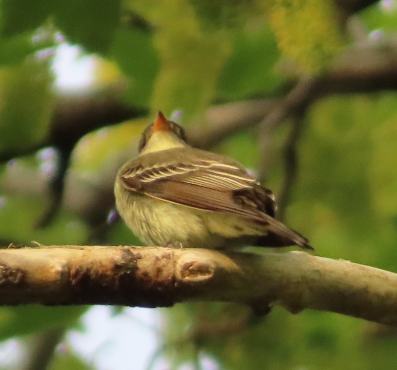 Eastern Wood-Pewee - ML619522770