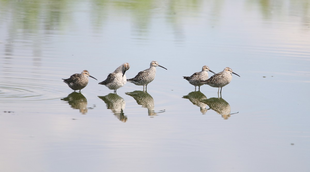 Stilt Sandpiper - Wade Baker