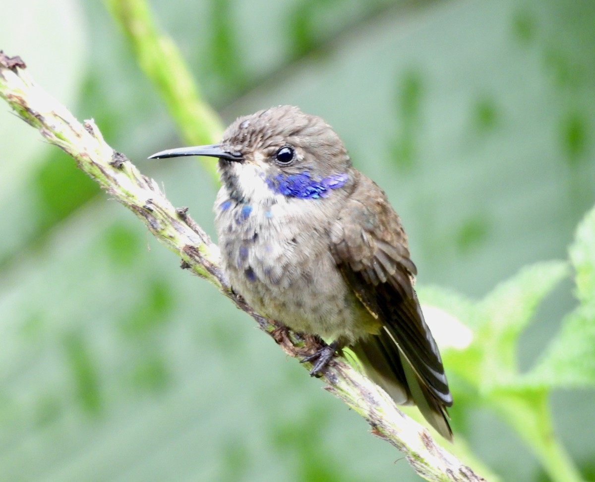 Violet-headed Hummingbird - Susan Thome-Barrett
