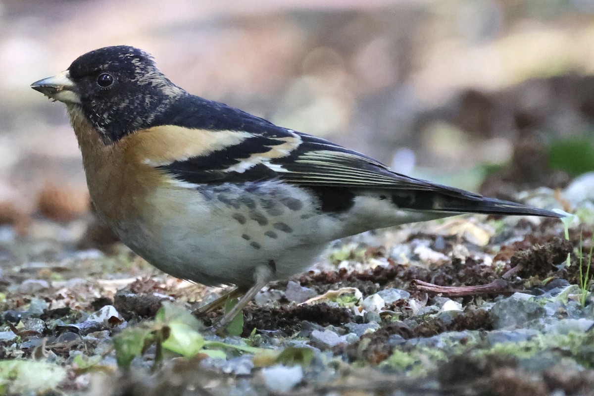 Brambling - Raphael Fennimore