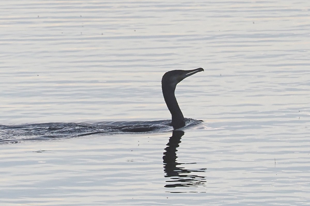 Great Cormorant - Donna Pomeroy