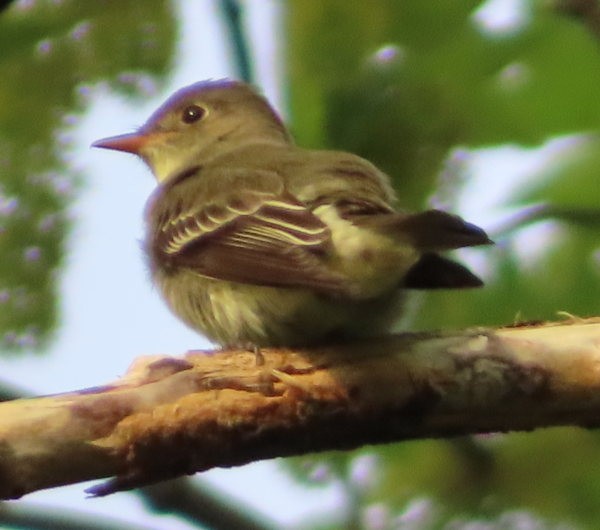 Eastern Wood-Pewee - Cos .