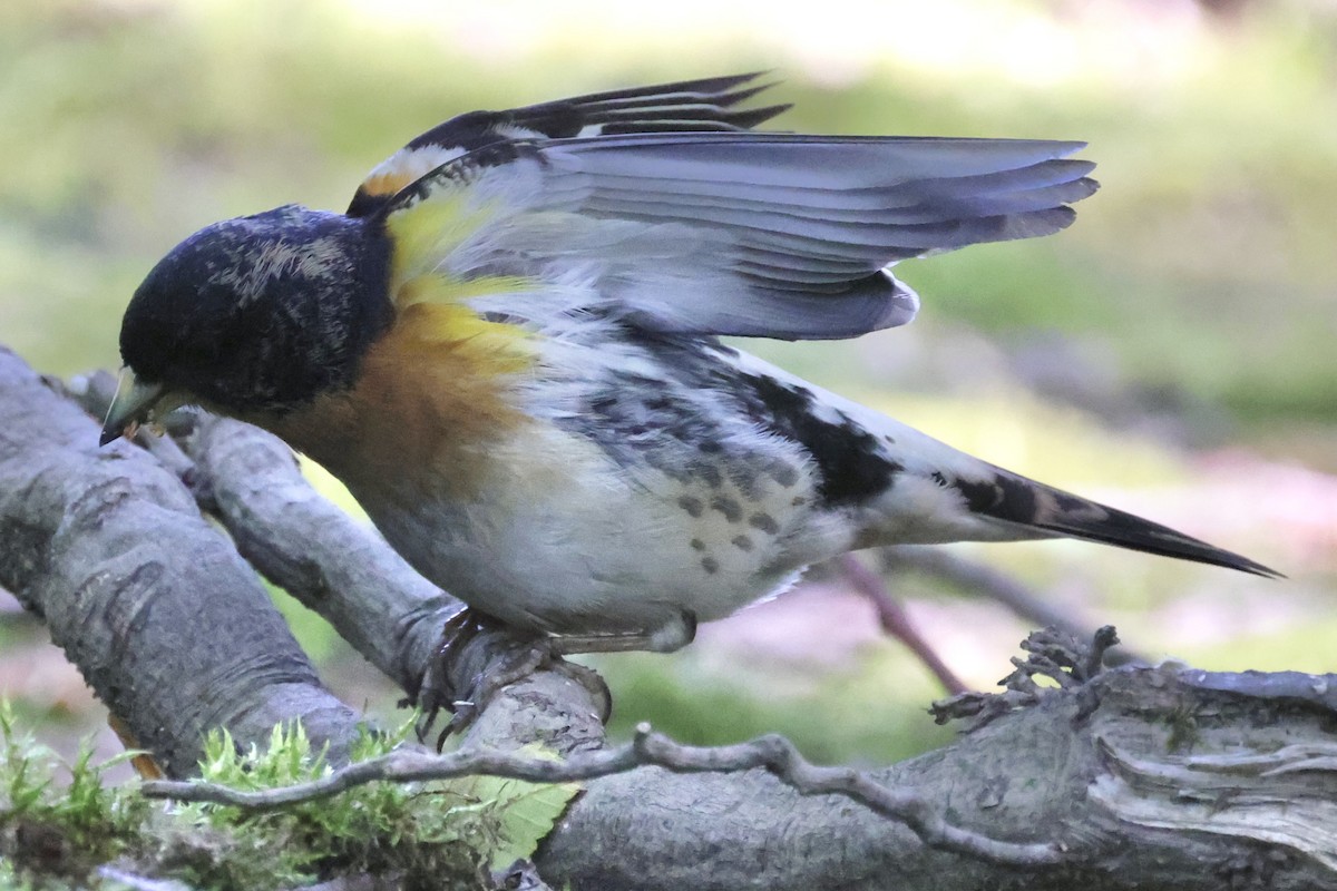 Brambling - Raphael Fennimore