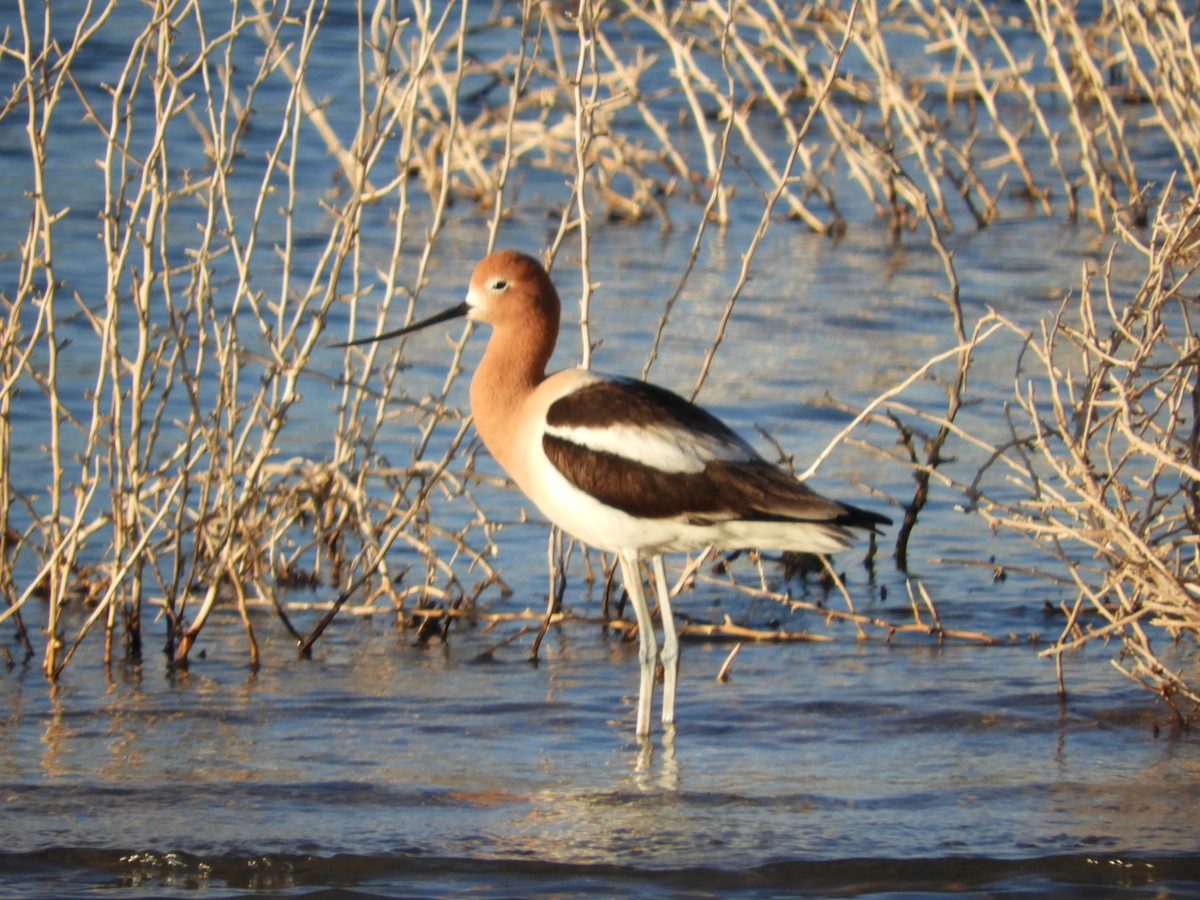 American Avocet - Thomas Bürgi