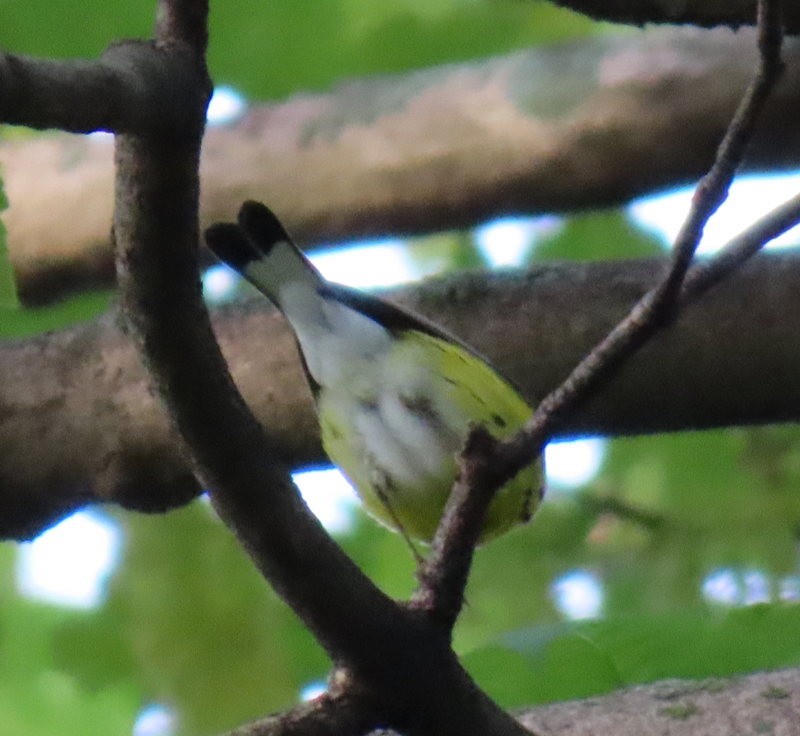 Magnolia Warbler - ML619522791