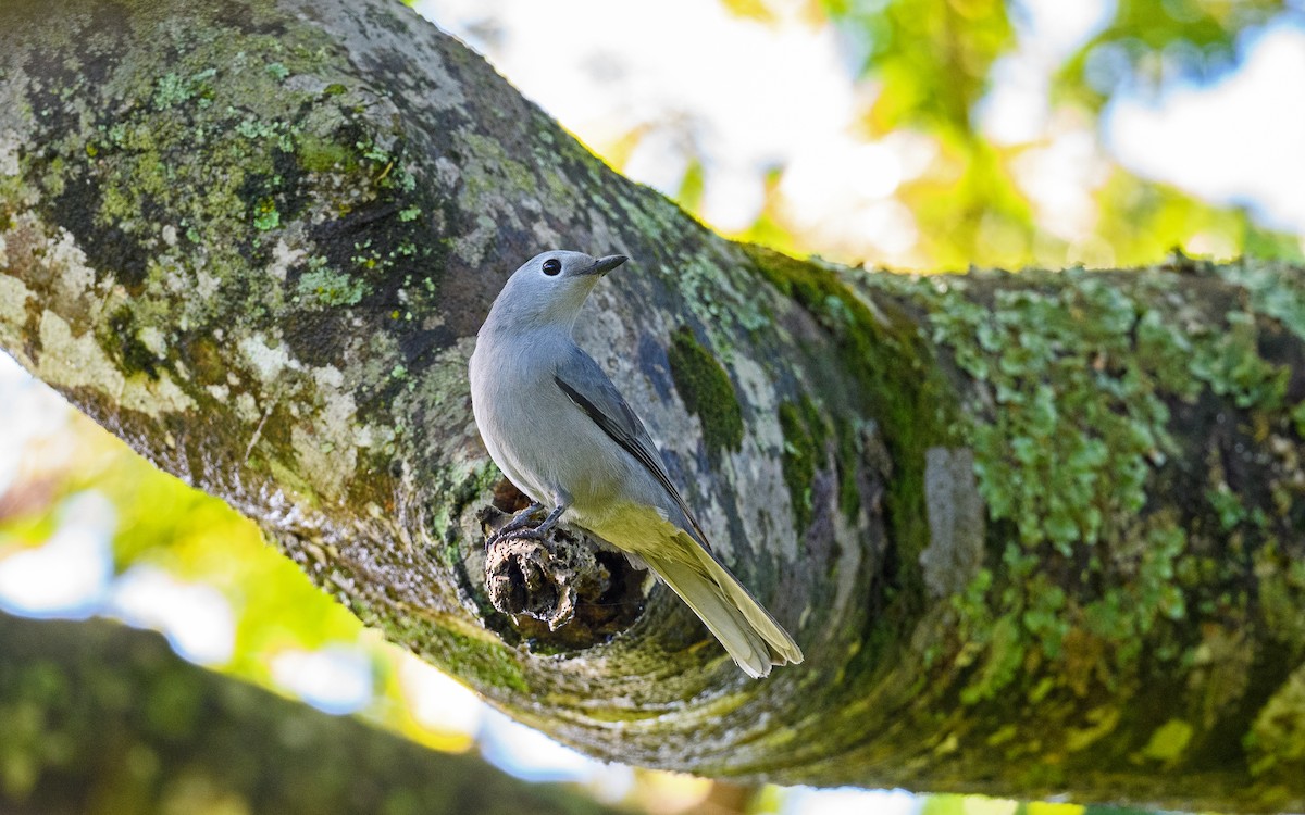 Gray Cuckooshrike - Dylan Vasapolli - Birding Ecotours