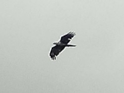 Oriental Honey-buzzard - Lars Mannzen