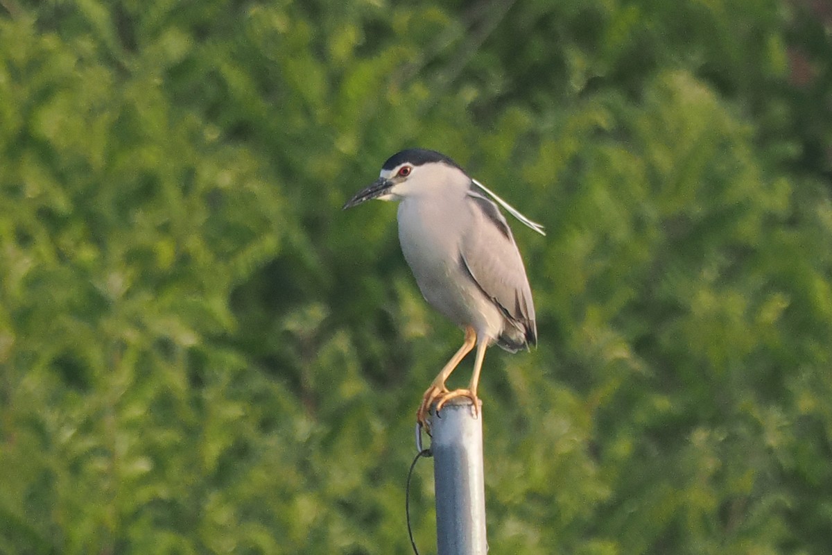 Black-crowned Night Heron - Donna Pomeroy