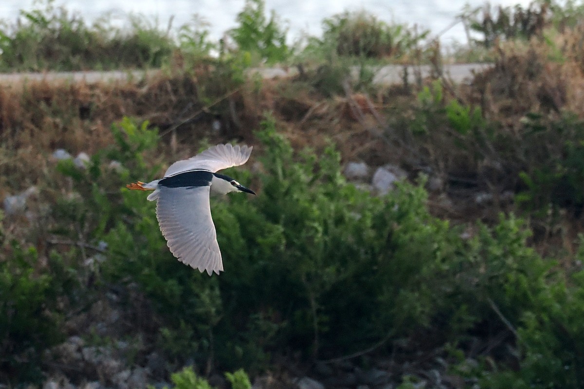 Black-crowned Night Heron - Donna Pomeroy