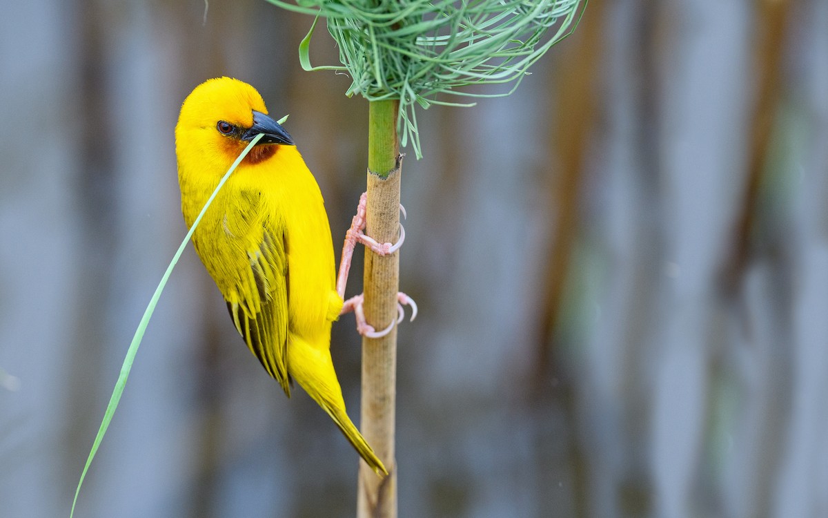 Southern Brown-throated Weaver - Dylan Vasapolli - Birding Ecotours