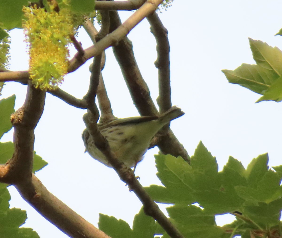 Blackpoll Warbler - Cos .