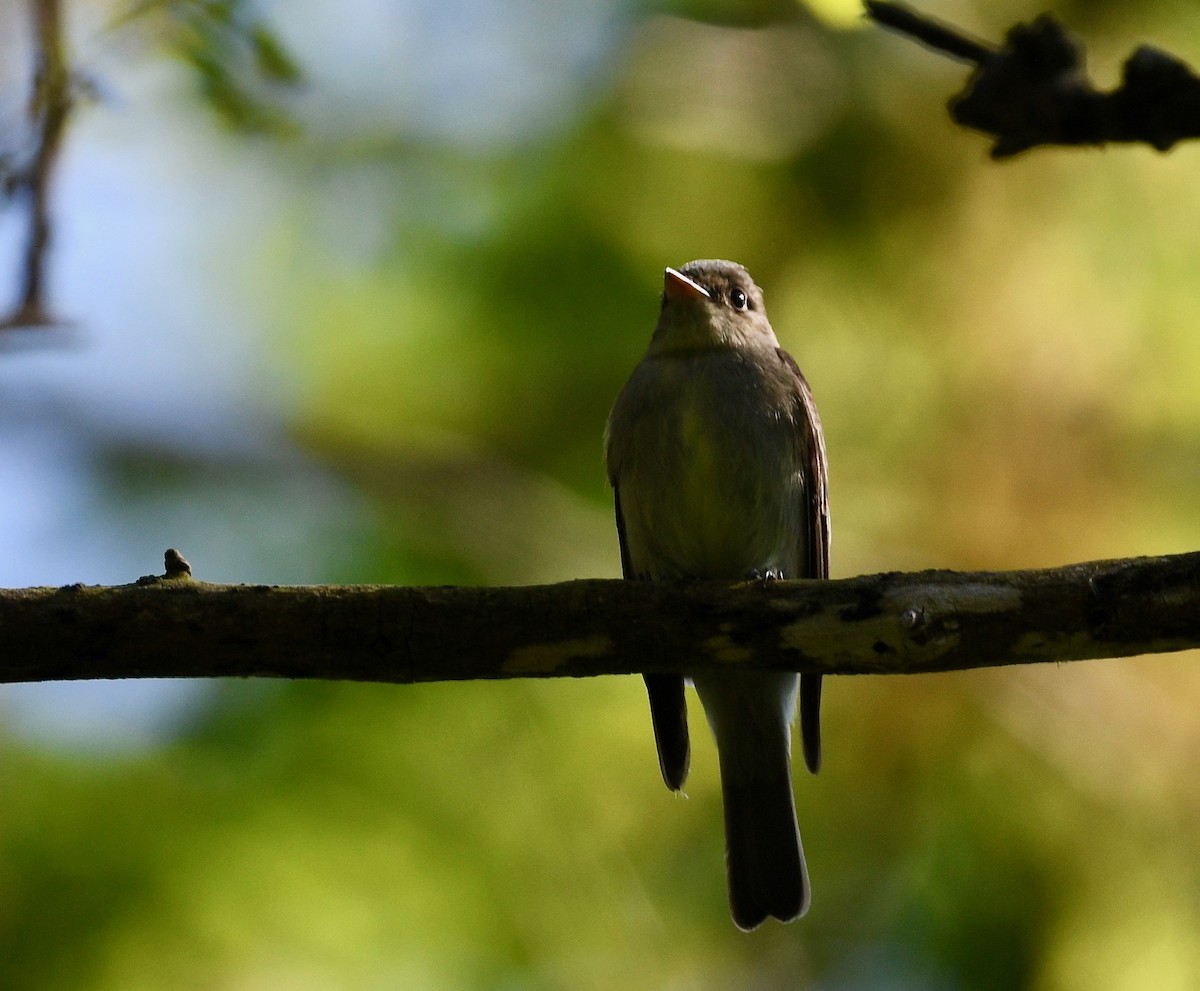 Eastern Wood-Pewee - Win Ahrens