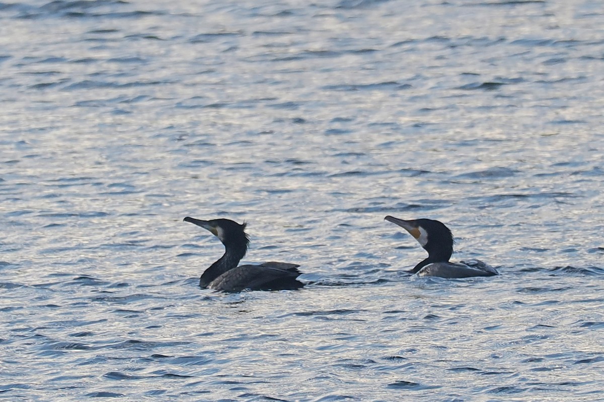 Great Cormorant - Donna Pomeroy