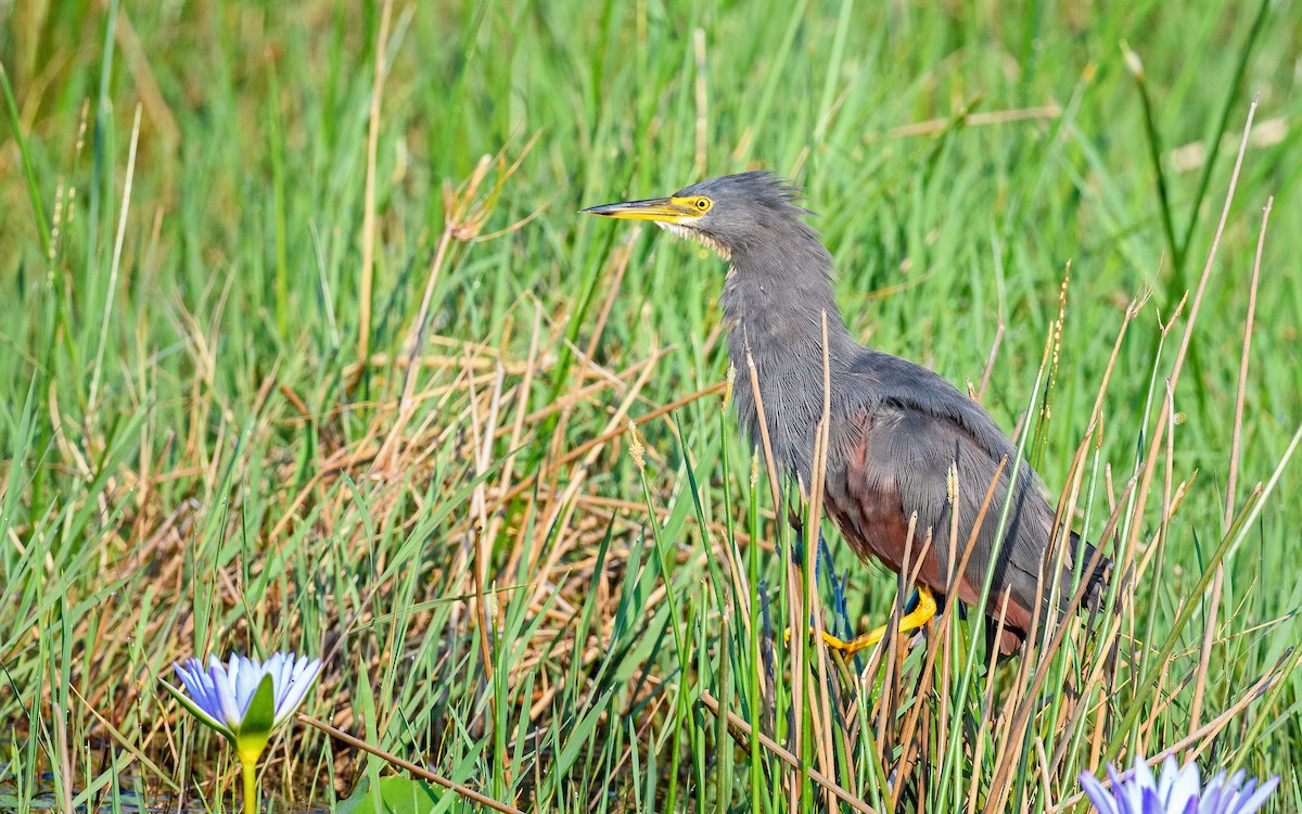 Rufous-bellied Heron - ML619522812