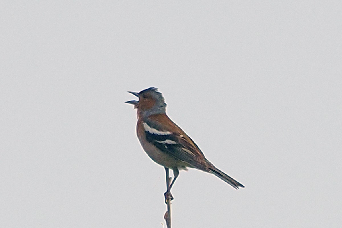 Common Chaffinch - Donna Pomeroy