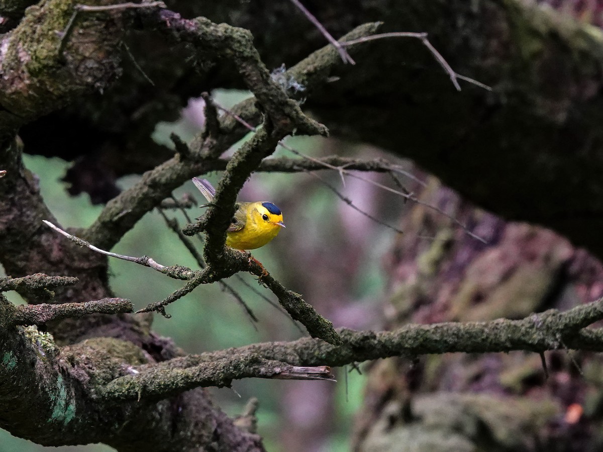 Wilson's Warbler - Pam Vercellone-Smith