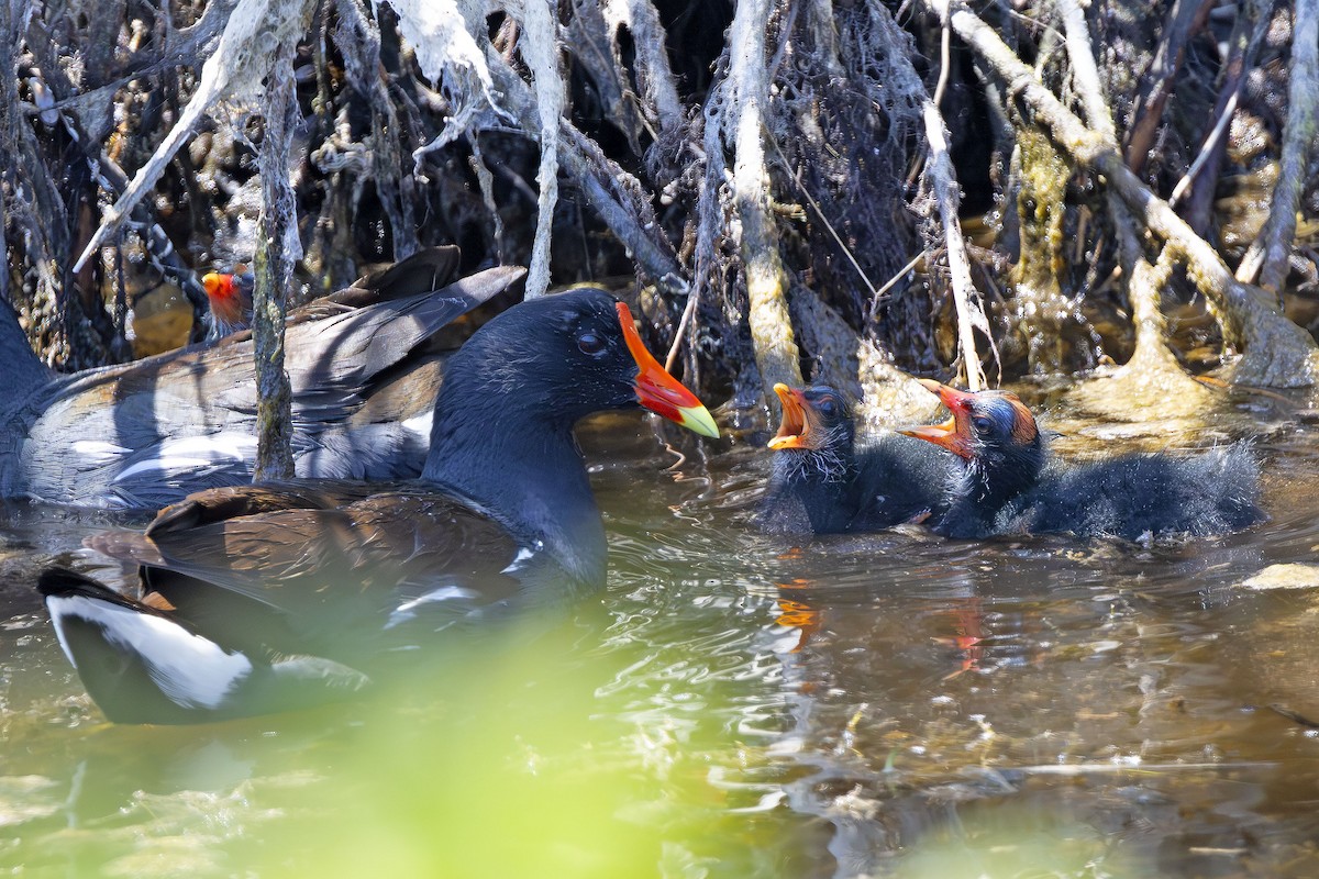 Common Gallinule - Edith Auchter