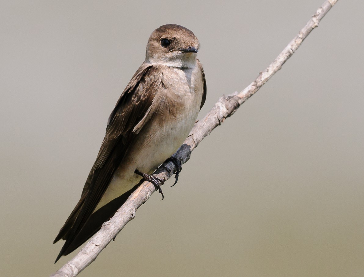 Northern Rough-winged Swallow - Rod MacDonald