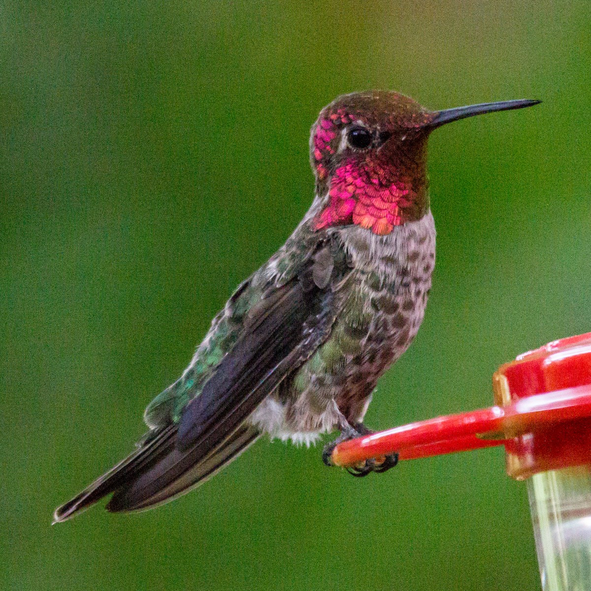 Anna's Hummingbird - Rail Whisperer