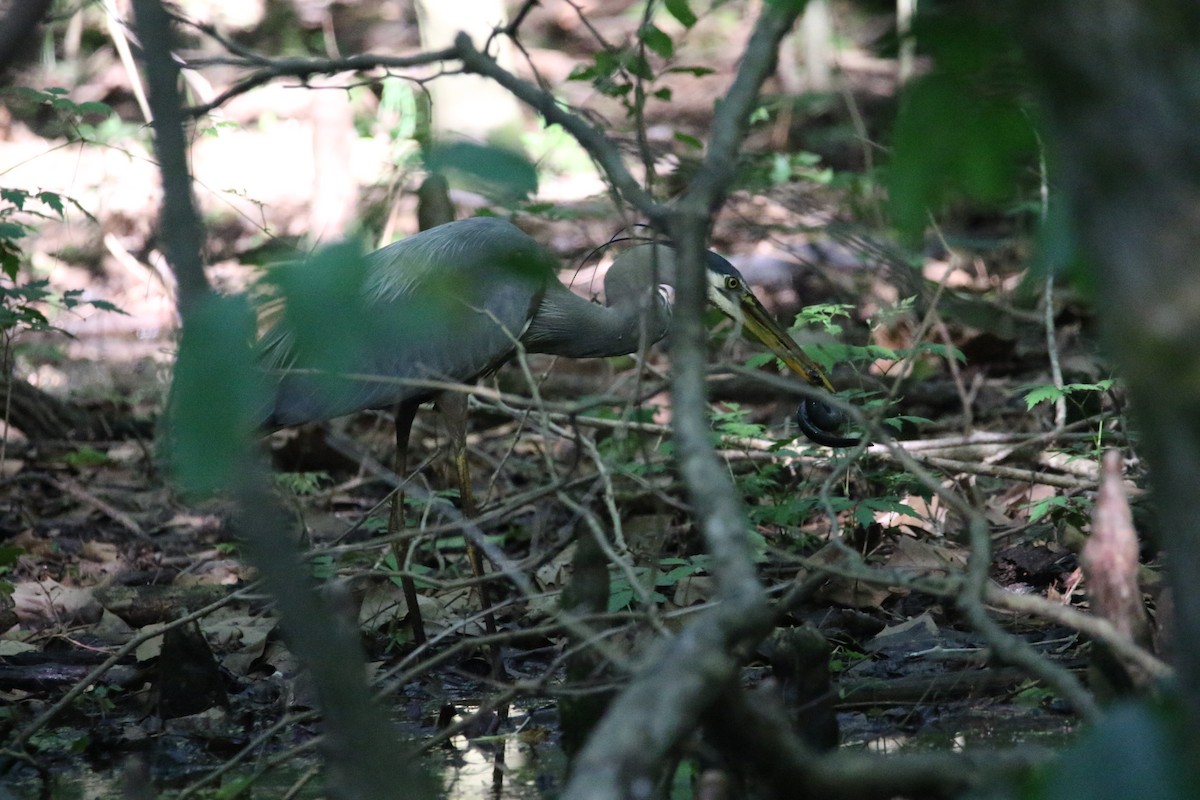 Great Blue Heron - ML619522830