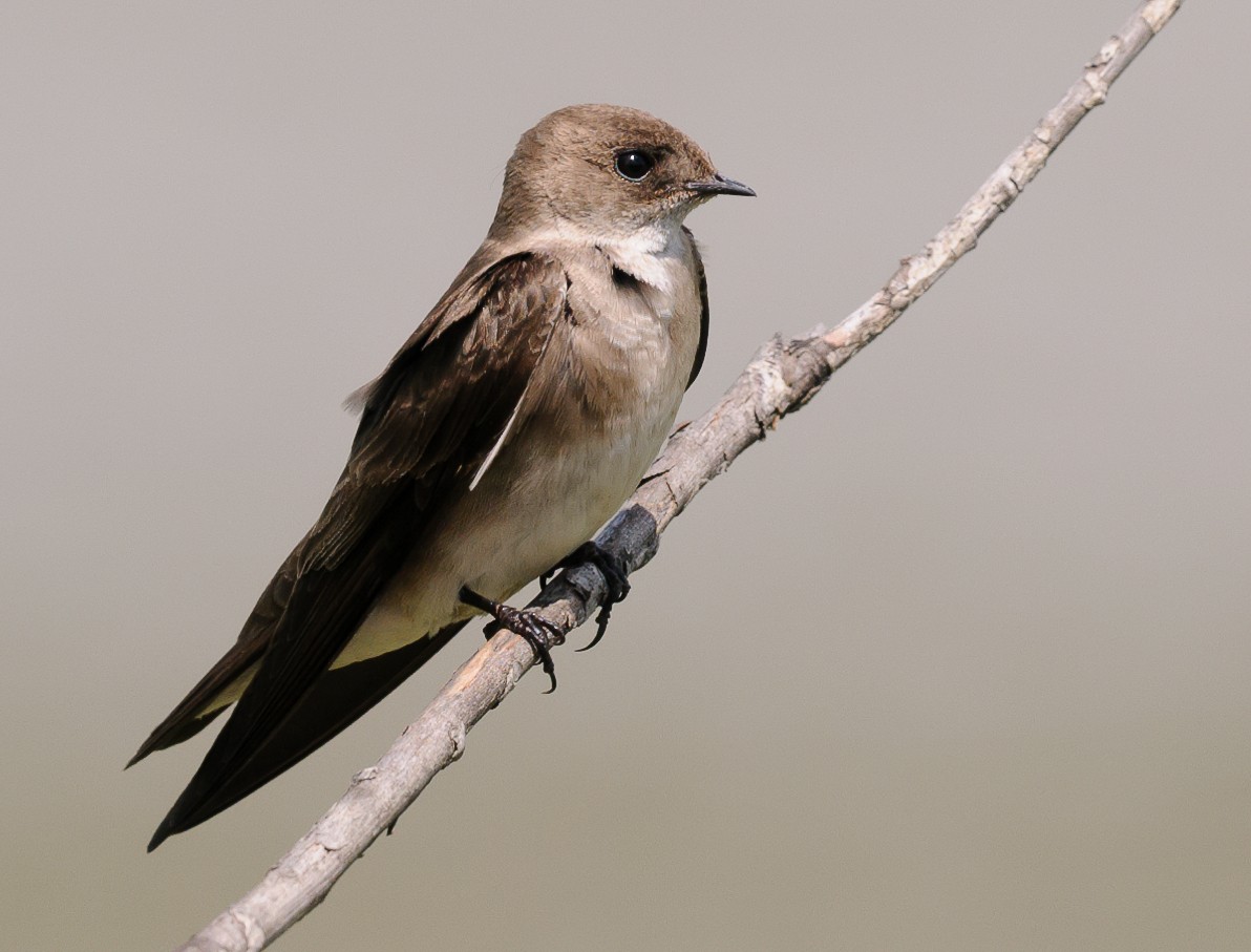 Northern Rough-winged Swallow - Rod MacDonald