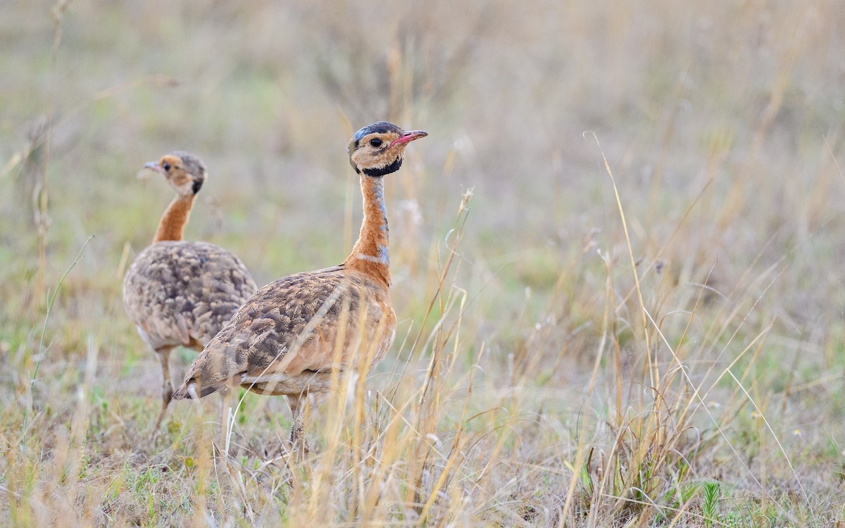 White-bellied Bustard (Barrow's) - ML619522836