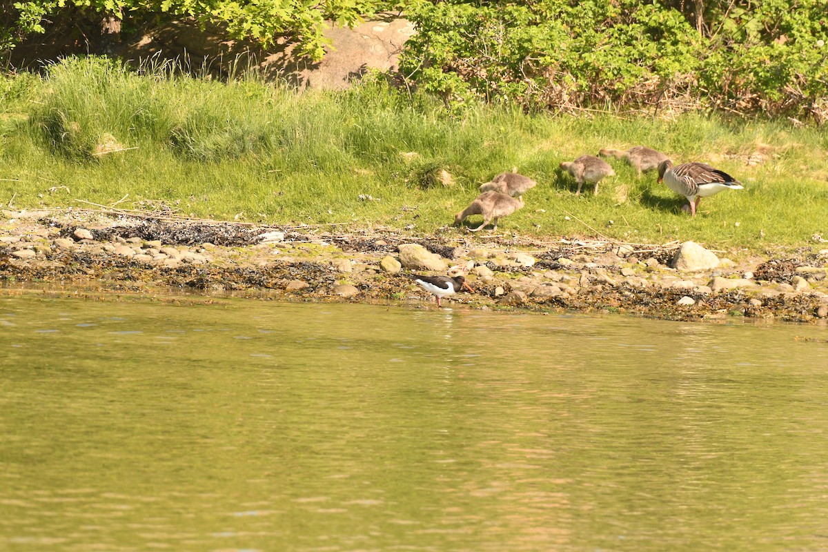 Graylag Goose - Sunanda Vinayachandran