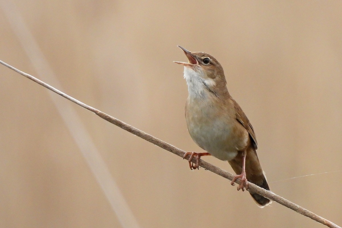 Savi's Warbler - Leszek Noga