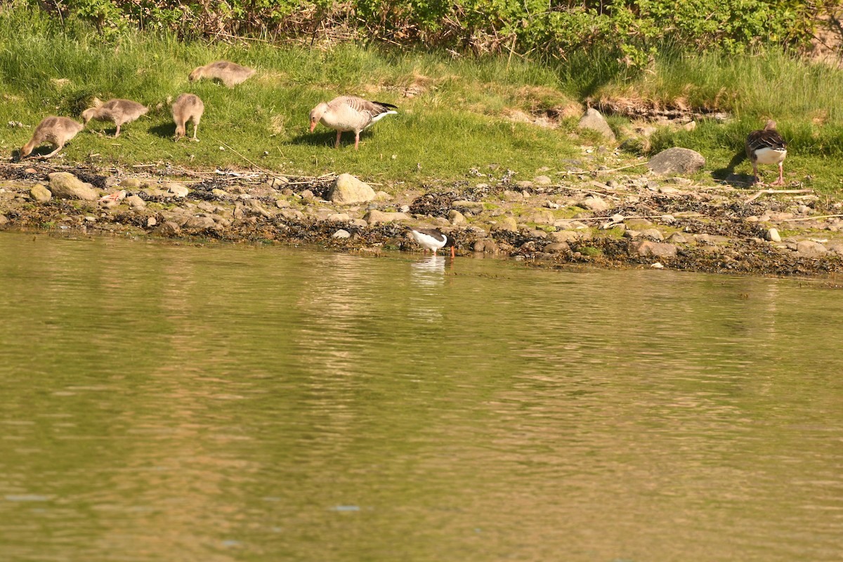 Eurasian Oystercatcher - Sunanda Vinayachandran