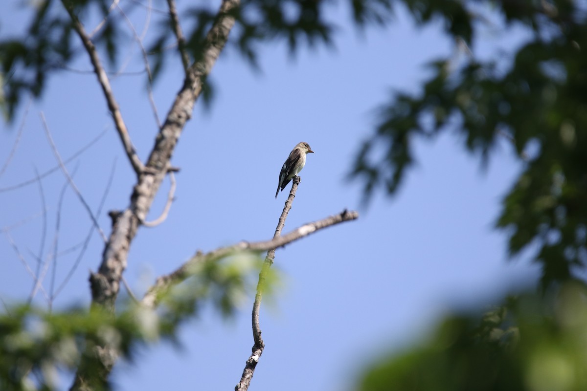 Olive-sided Flycatcher - Wade Baker