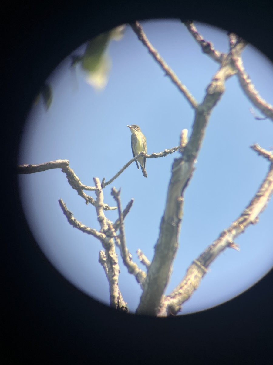 Olive-sided Flycatcher - Wade Baker