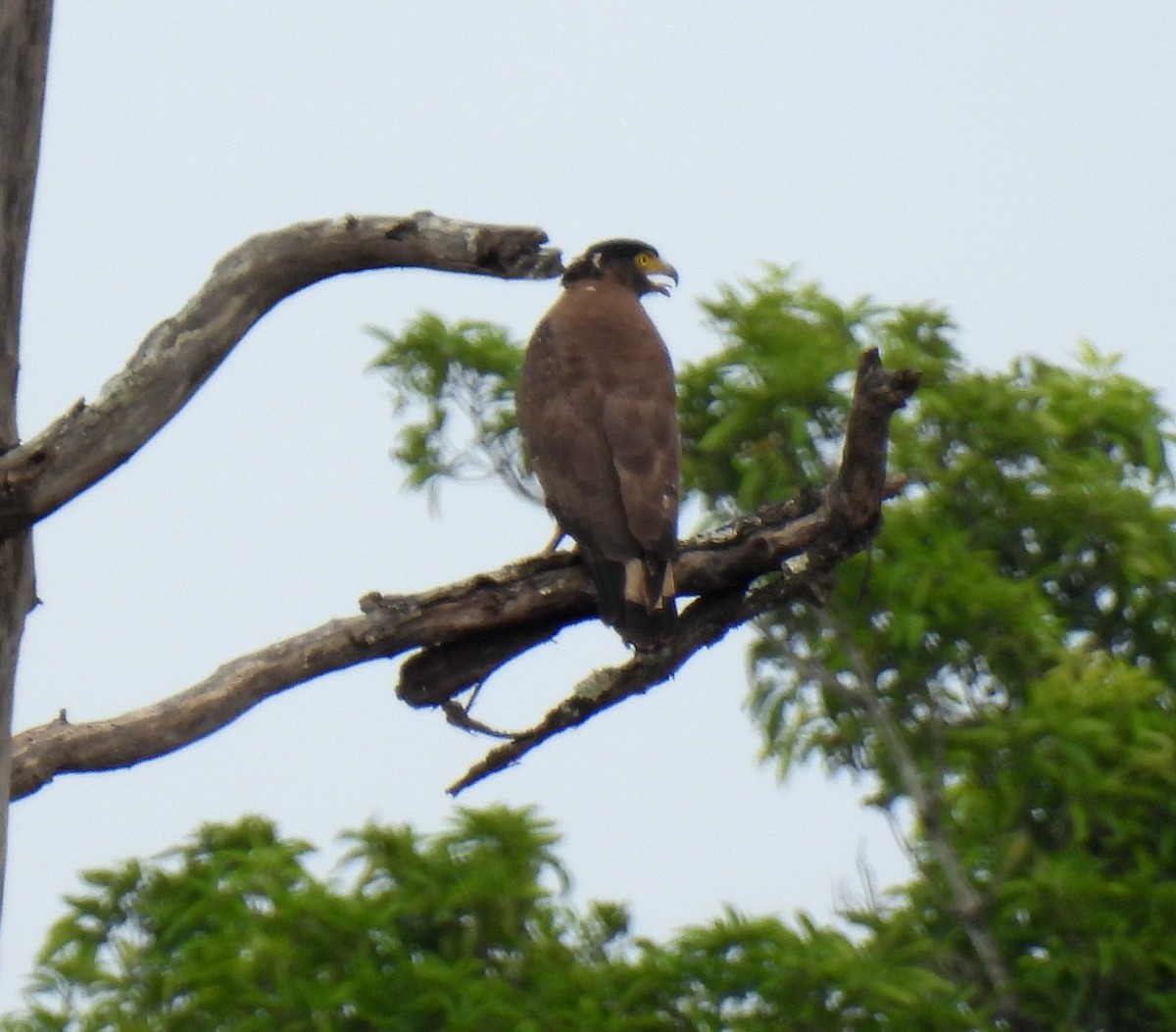 Haubenschlangenadler - ML619522850