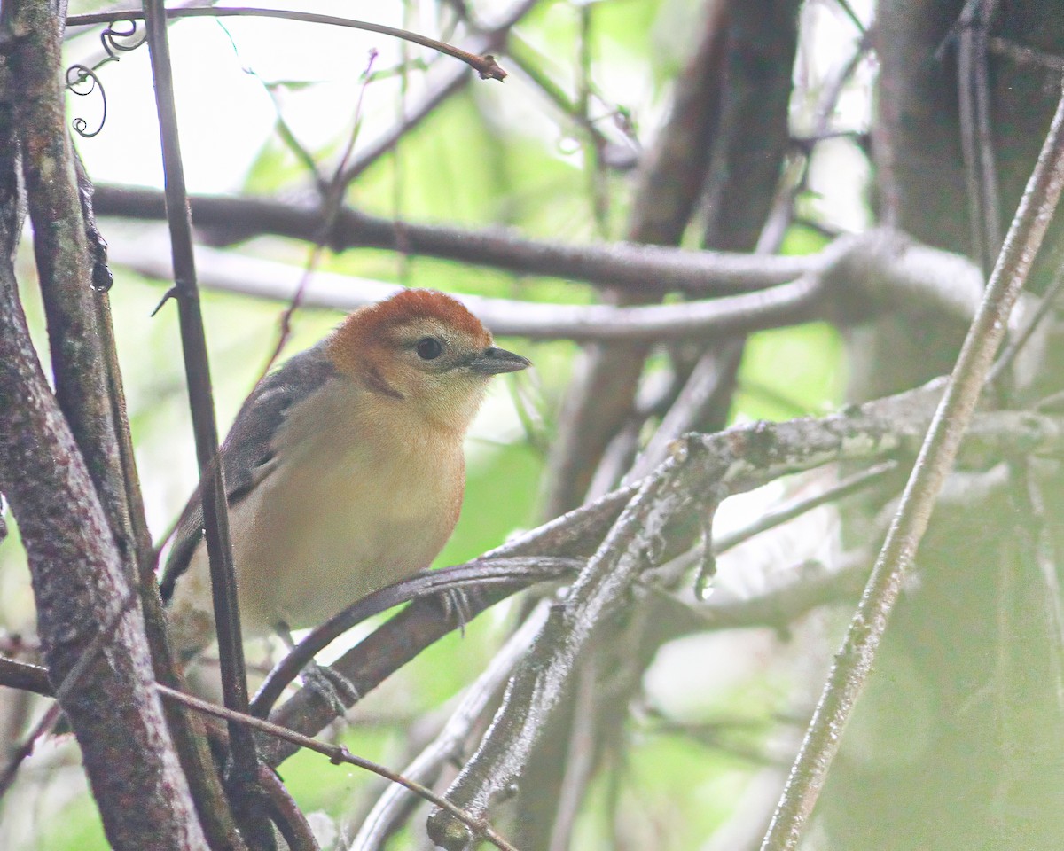 Buff-bellied Tanager - Per Smith