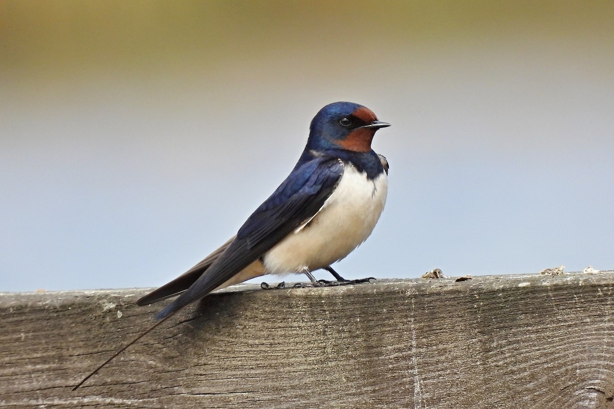 Barn Swallow - Leszek Noga