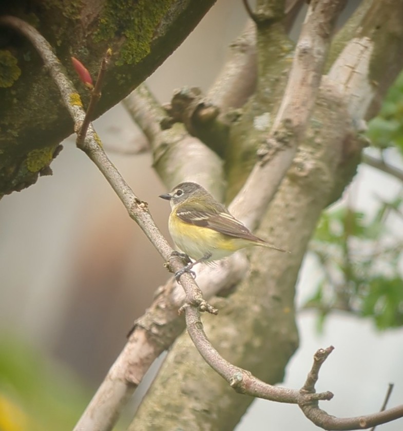 Blue-headed Vireo - Kathleen MacAulay