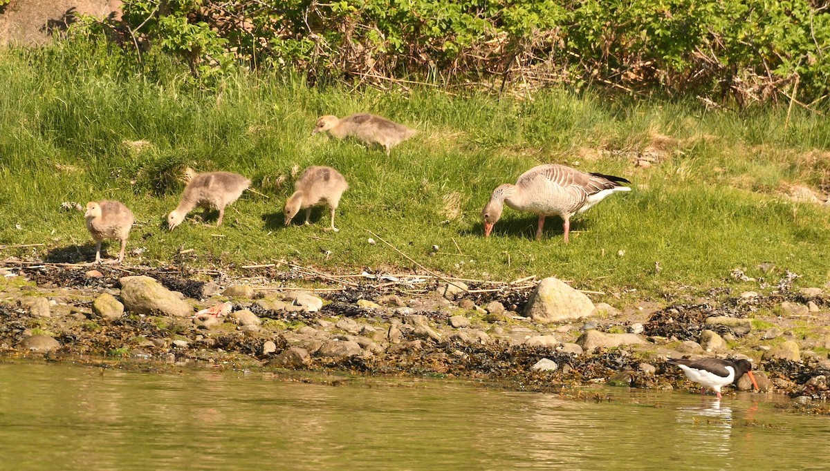 Graylag Goose - Sunanda Vinayachandran