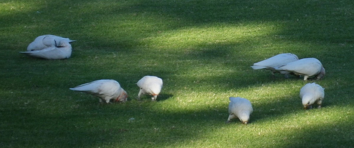 Long-billed Corella - Mel Mitchell