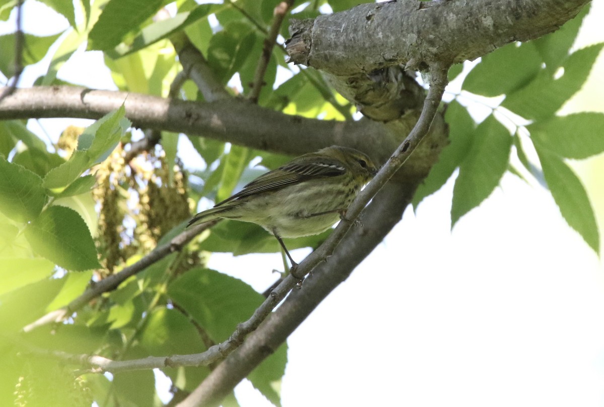 Cape May Warbler - Wade Baker