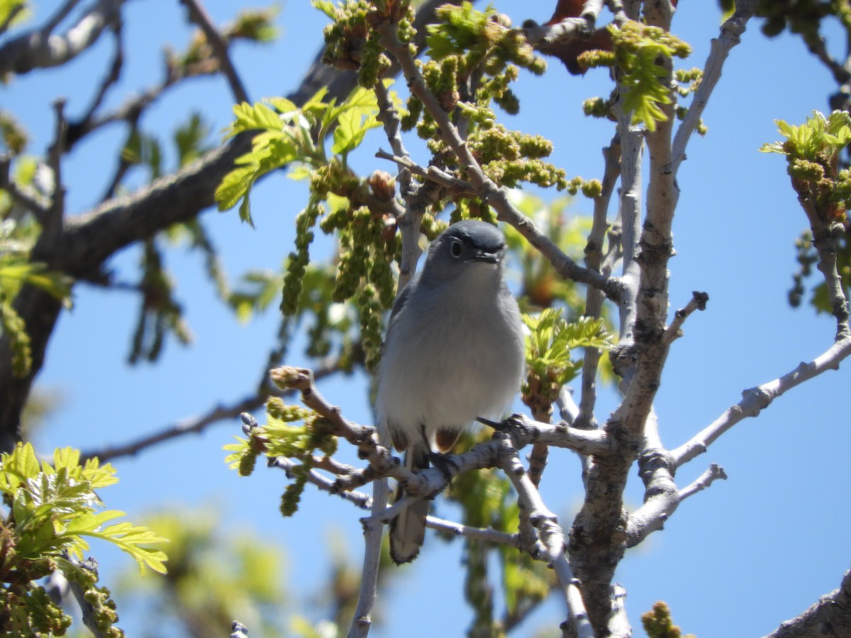 Blue-gray Gnatcatcher - Thomas Bürgi