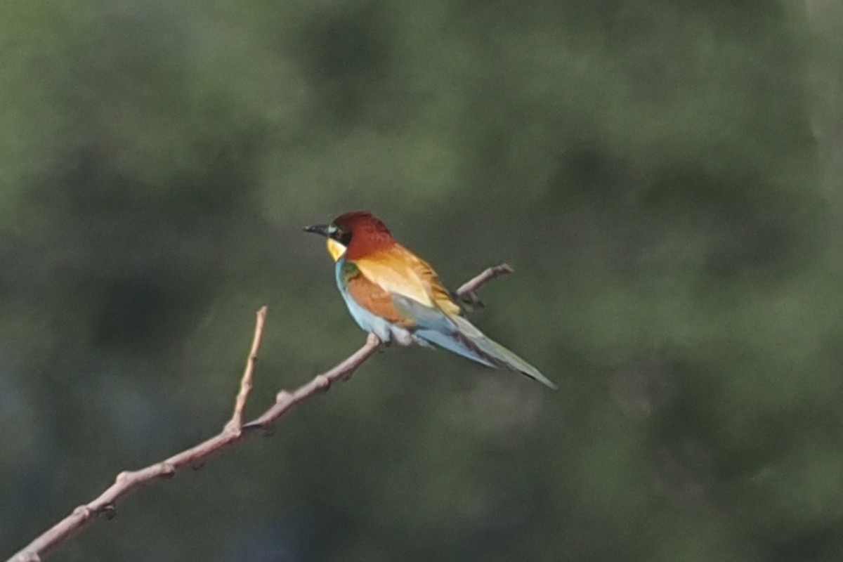 European Bee-eater - Donna Pomeroy