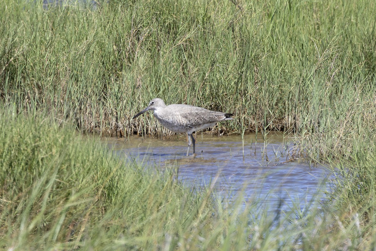 Willet - Edith Auchter