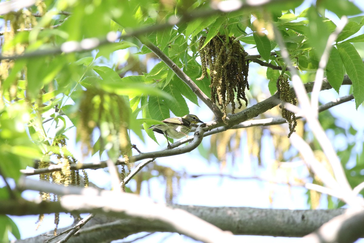 Cape May Warbler - ML619522883