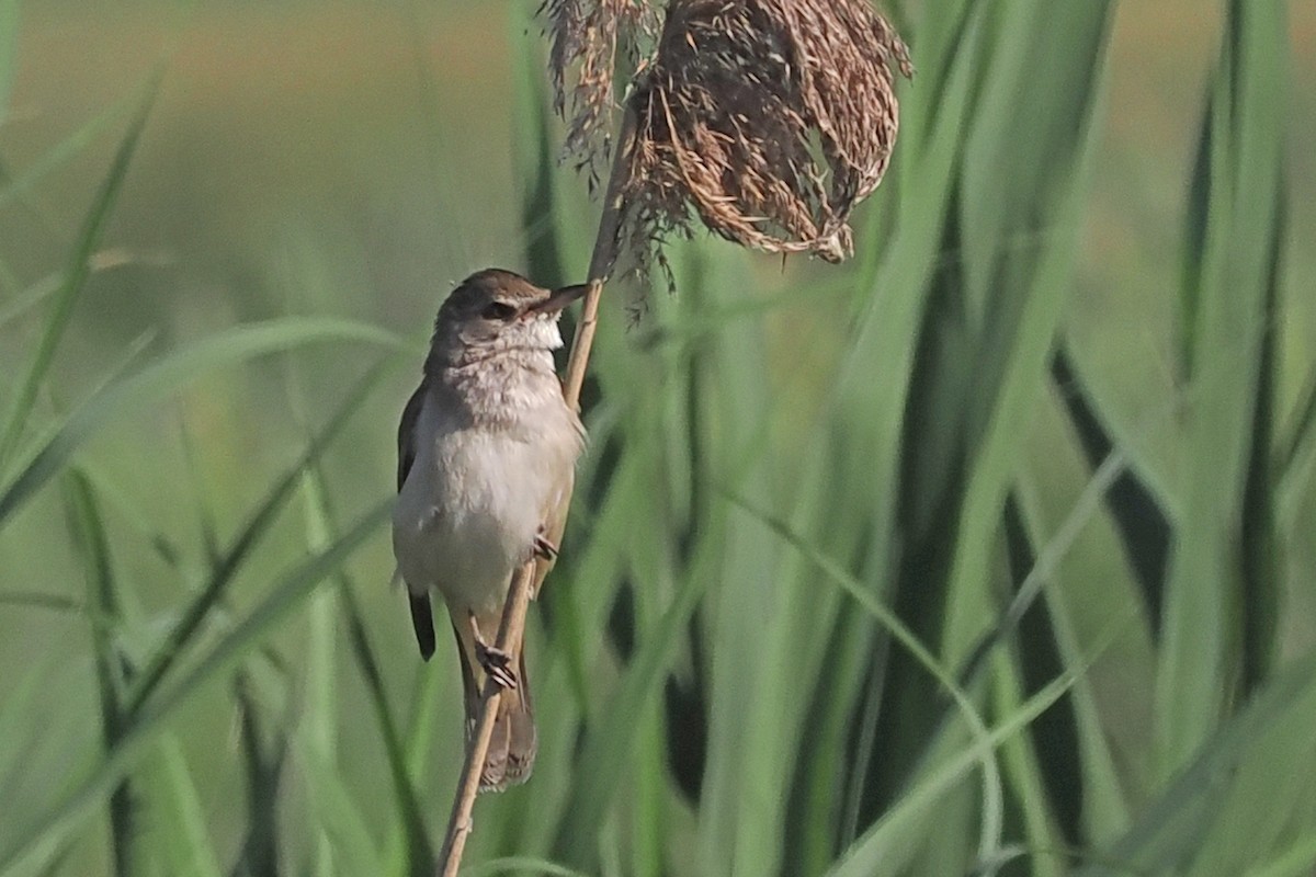 Great Reed Warbler - Donna Pomeroy