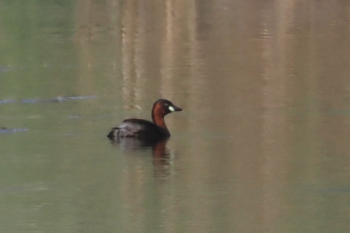 Little Grebe - Donna Pomeroy