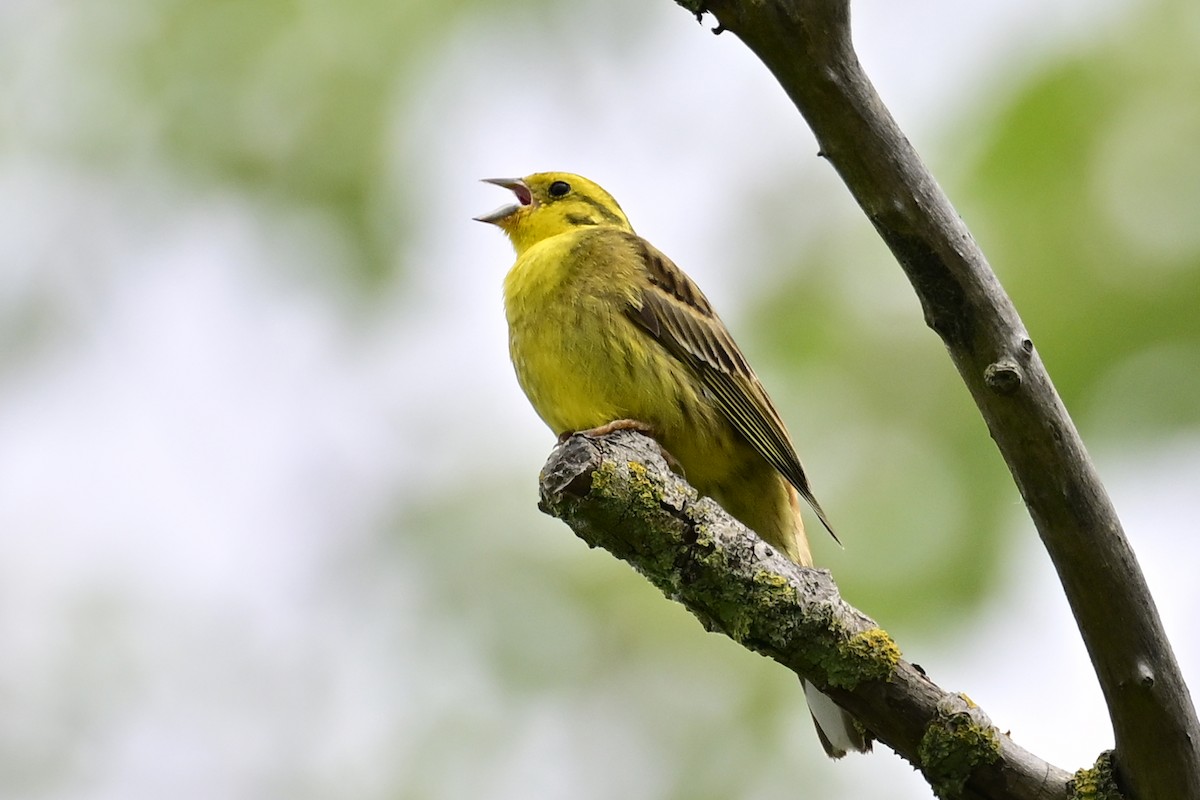 Yellowhammer - Gerd Schön