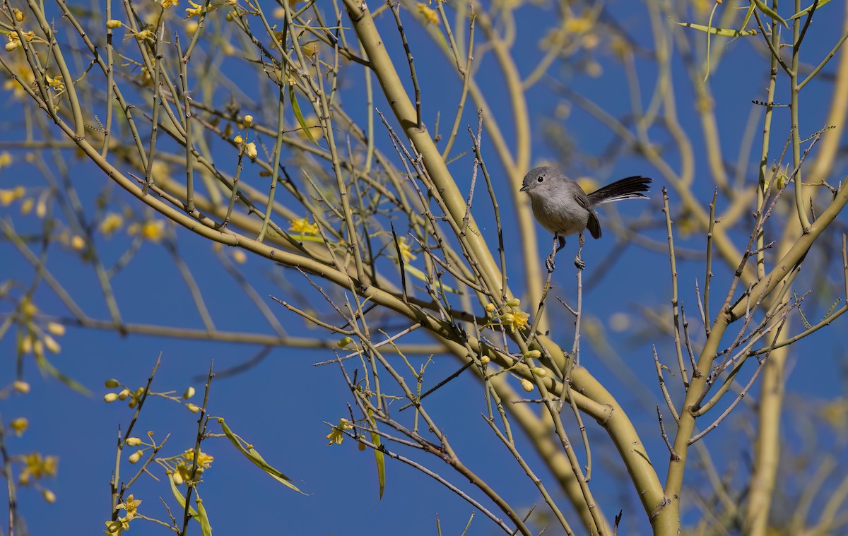 Black-tailed Gnatcatcher - Cristina Avila