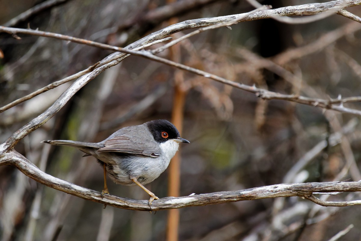 Sardinian Warbler - ML619522897