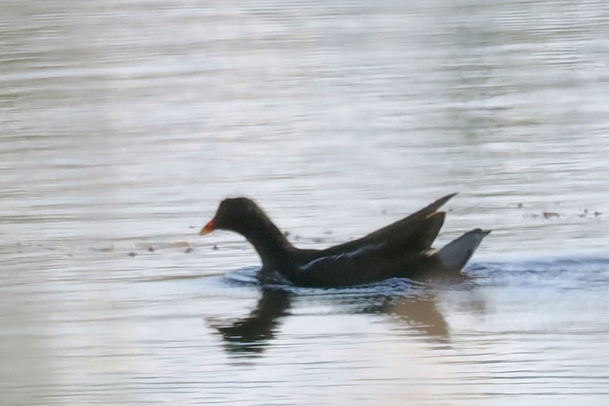 Eurasian Moorhen - Donna Pomeroy