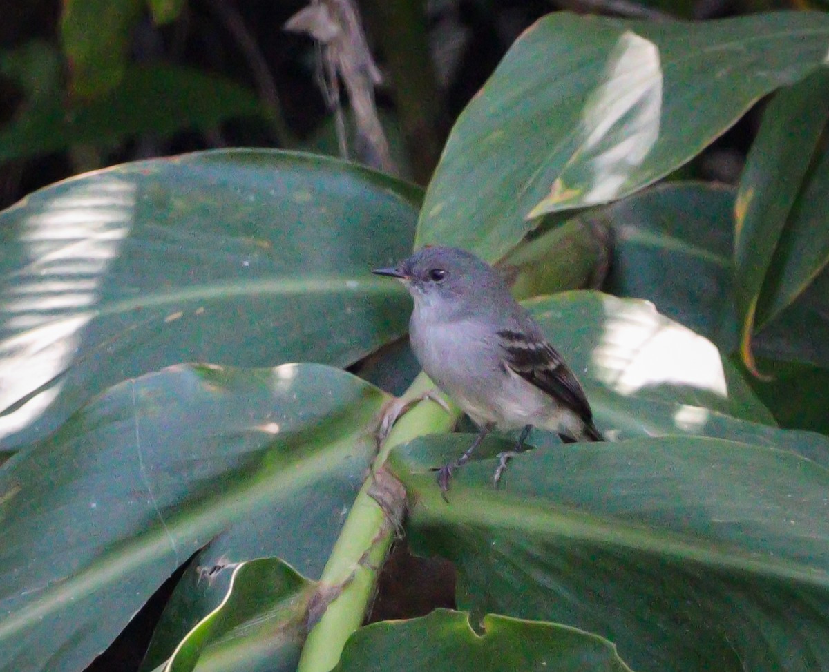 Sooty Tyrannulet - Elby Anderson A Silva